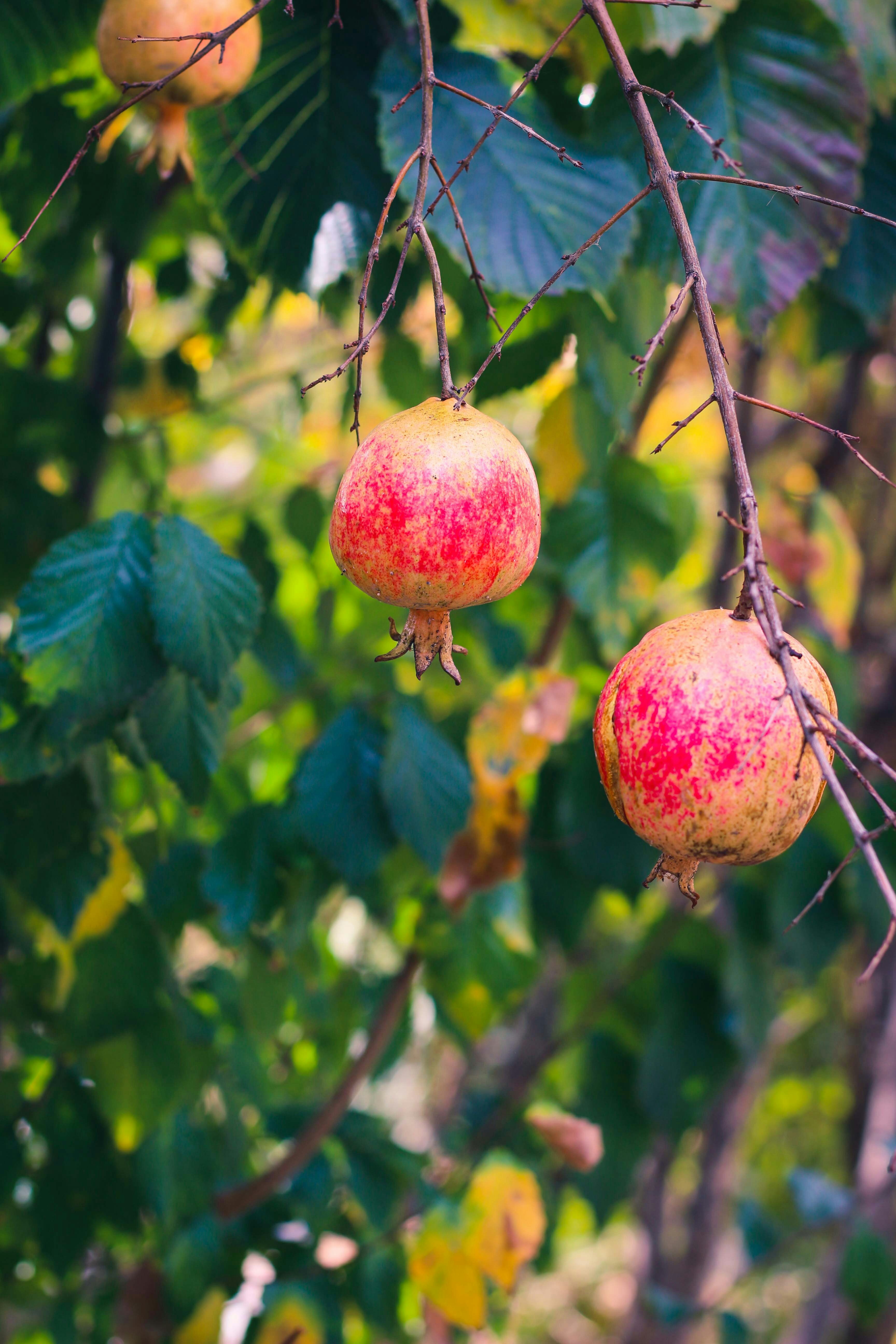 red round fruit on green leaves during daytime